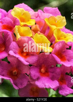 Piccola rosa e fiori gialli macro shot,Lantana camara Foto Stock