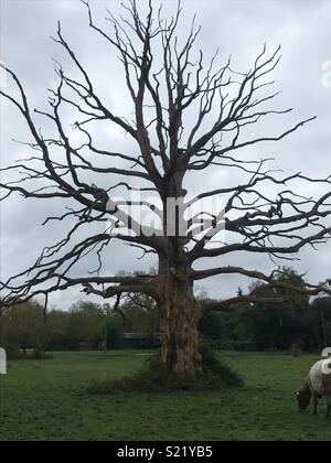 Di Sleepy Hollow - un albero colpito da un fulmine nel New Forest Foto Stock