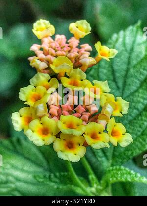 Minuscoli fiori gialli blooming, Lantana camara Foto Stock