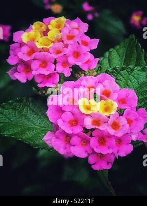 Rosa e giallo fioriture dei fiori, Lantana camara Foto Stock