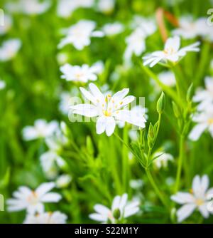 Un filo di bianco stitchwort maggiore crescita selvaggia nella campagna francese Foto Stock