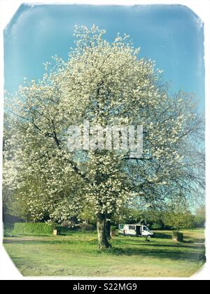 Un bianco camper parcheggiato sotto un enorme albero di fiore in Normandia, Francia Foto Stock