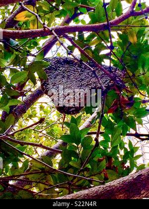 Asian Hornet Nest Foto Stock