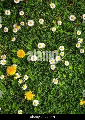 Acquisizione di overhead di primavera fiori selvatici delle margherite e il tarassaco Foto Stock