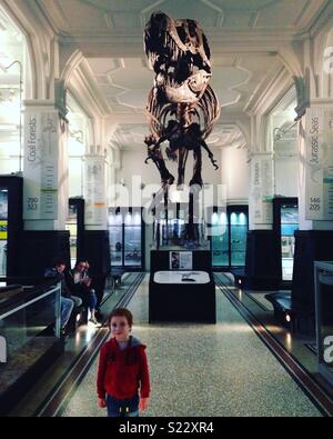 T-Rex skeleton a Manchester Museum Foto Stock