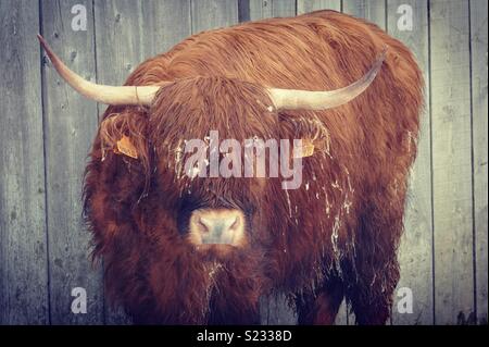 Aberdeen Angus cow nella neve Foto Stock