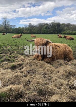 Highland vacche sdraiato in un campo Foto Stock