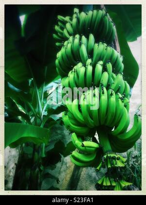 Coltivazione della banana sulla banana tree. Foto Stock