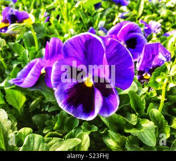 Matrice di chiazze blu pansies Foto Stock