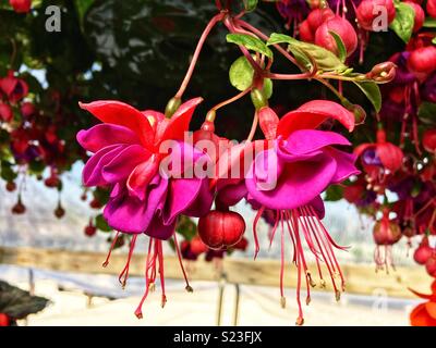 Rosa fucsia finale blossoms Foto Stock