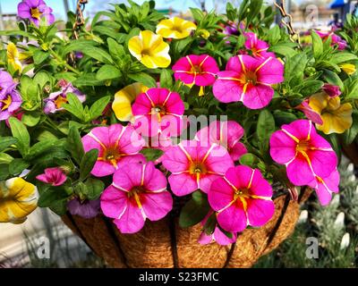 Stella rosa e calibrachoa Superbells fetta di limone Calibrachoa ibridi appendere cesto fiorito Foto Stock