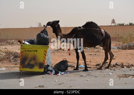 Camel mangiare garbage Foto Stock
