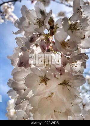 Un cluster di bianco delicati fiori di ciliegio. Foto Stock