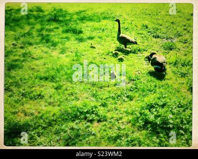 Famiglia di oche. Una coppia con goslings. Foto Stock