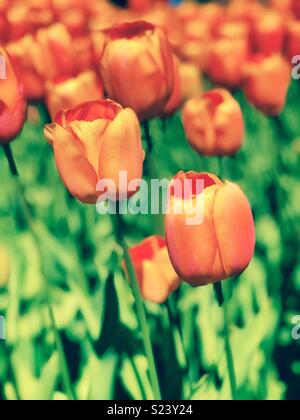 Rosa arancione i tulipani Foto Stock
