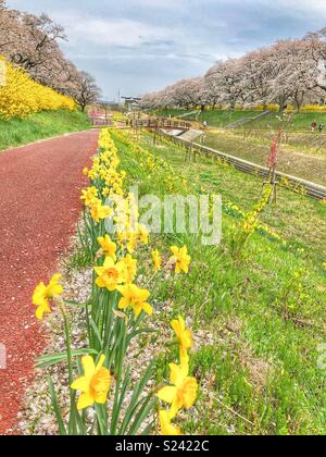 Righe di narcisi e fiori di ciliegio alberi in città Shibata, Giappone. Foto Stock