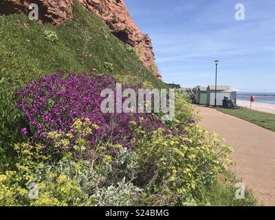 Possono in Budleigh Salterton Foto Stock