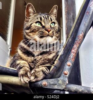 Carattere tabby cat seduto nella sedia arrugginito guardando pensieroso Foto Stock