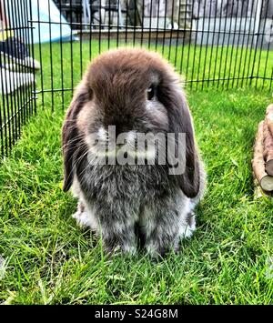 Giovani mini lop rabbit Foto Stock