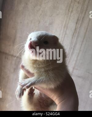 Ferret leccamento delle labbra Foto Stock