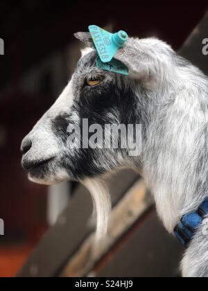 Un close up ritratto di profilo di un bianco e nero di capra Foto Stock