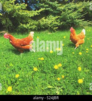 Due free range Rhode Island red polli in esecuzione in erba con il tarassaco e alberi in background Foto Stock