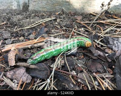 Pine hawk moth caterpillar Foto Stock