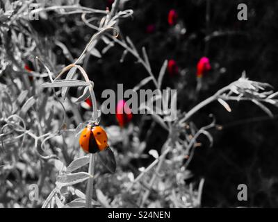 Ladybug apre le ali vicino a trifoglio di cremisi blossoms Foto Stock