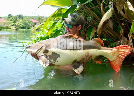 Pesce gatto del Redtail Foto Stock