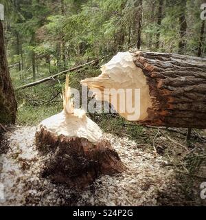 Albero abbattuto da un castoro Foto Stock