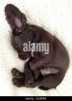 Minuscolo cucciolo nel letto Foto Stock