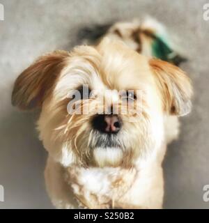 Lhasa apso 2 anno vecchio leone Foto Stock