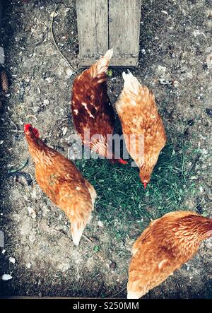 Birdseye vista di quattro Rhode Island red galline rovistando nel fresco verde erba e trifoglio nel pollaio Foto Stock