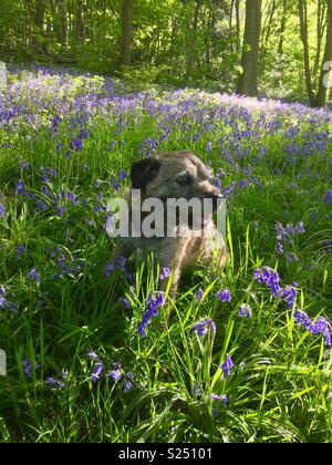 Il cane si sedette in bluebells Foto Stock