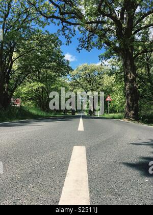 Strada alberata nella zona di Neustrelitz, Meclenburgo-Pomerania Occidentale, Germania Foto Stock