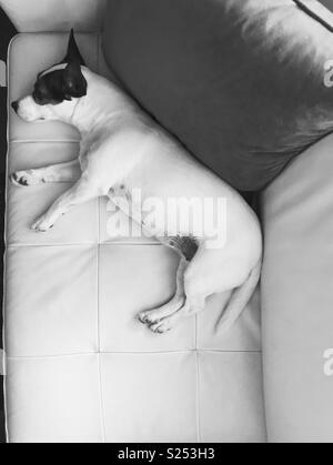 Jack Russell Terrier cane sdraiato su un divano rilassante e rinfrescarsi in una giornata calda. In bianco e nero. Ripresa dall'alto. Spazio per la copia. Foto Stock