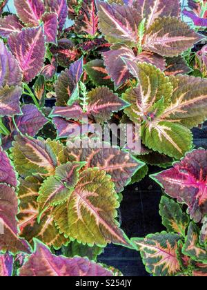 Foglie decorative di Coleus. Foto Stock