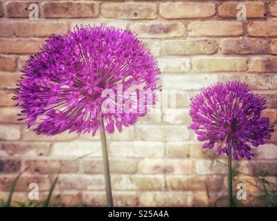 Alliums contro un muro di mattoni. Foto Stock