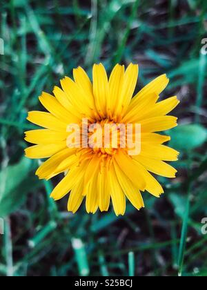 Primo piano di un dente di leone con verde scuro erba in background Foto Stock