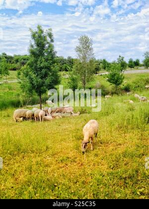 Pascolo di Eco nel quartiere Malbosc, Montpellier Francia Foto Stock