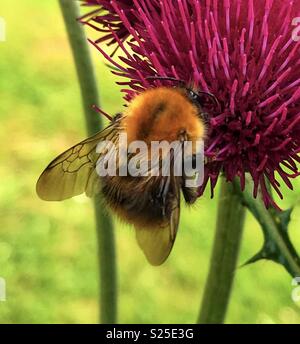 Closeup carda comune bumblebee la raccolta di nettare da thistle Foto Stock