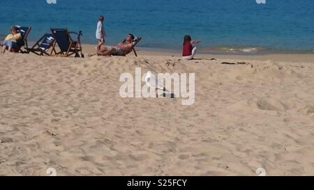 Seagull guardando lucertole da mare sulla spiaggia di Porthminster, St Ives, Cornwall Foto Stock