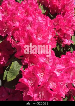 Rhododendron nella gloriosa fiori di colore rosso Foto Stock