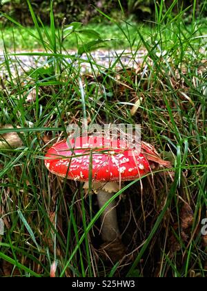 Un basso angolo di visione di un toadstool rosso con macchie bianche in un intrico di erba Foto Stock