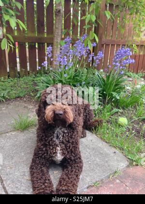 Un cane in giardino accanto a fiori Foto Stock