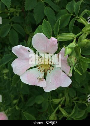 Rosa canina Foto Stock