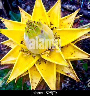 Golden Lotus Banana o Cinese Banana giallo (Ensete lasiocarpum) Foto Stock