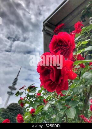 Inclina verso la bellissima rose rosse. Foto Stock