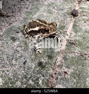 Brown Gulf Coast toad (incilius nebulifer) Foto Stock