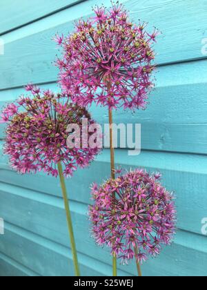 Viola alliums contro sfondo blu Foto Stock